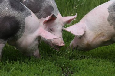 Genç pietrain domuzlar closeup kafa vurdu