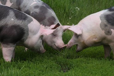 Pietrain pigs enjoyed sunshine on summer pasture clipart