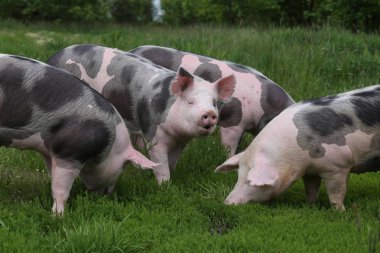 Pietrain breed pigs graze on fresh green grass on meadow clipart