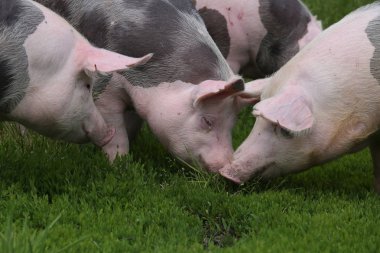 Pietrain cins domuz çayır üzerinde taze yeşil çimenlerin üzerinde otlatmak