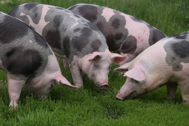 Domestic pig household on rural animal farm  clipart