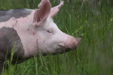 Yan görünümü fotoğraf pietrain genç domuz çayır üzerinde