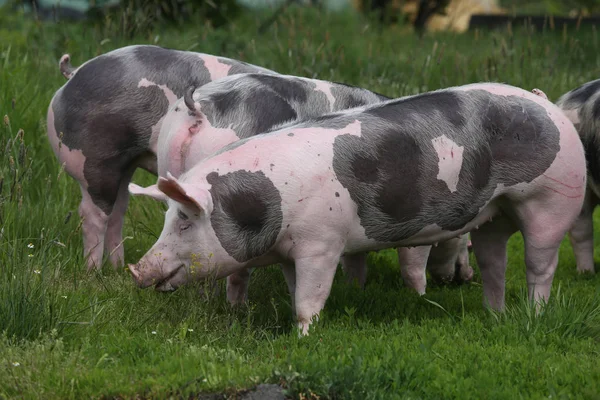 Плямиста порода свиней, що випасуються на тваринницькій фермі на пасовищі — стокове фото
