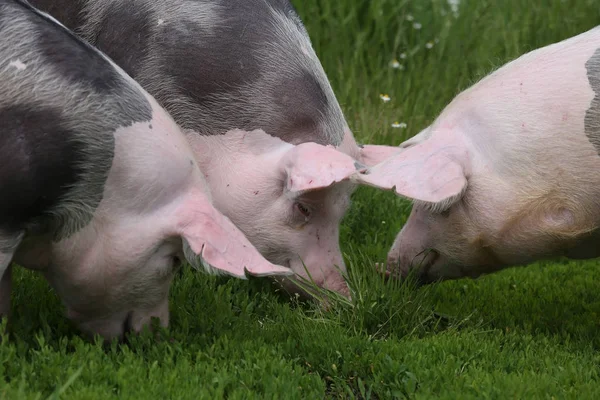 Pietrain 돼지는 초원에 방목 — 스톡 사진