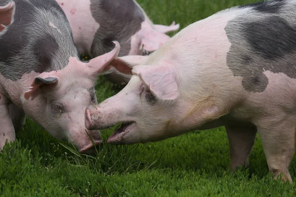 Pietrain 돼지는 초원에 방목 — 스톡 사진