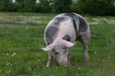 Genç pietrian doğurmak domuz doğal çevre üzerindeki