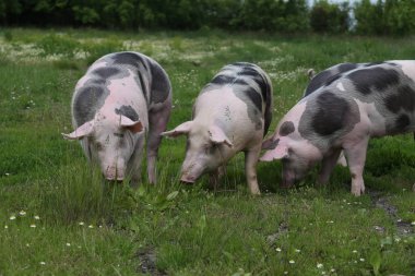 Genç pietrian doğurmak domuz doğal çevre üzerindeki