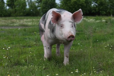 Baş closeup genç pietrain domuz bir çayır on shot