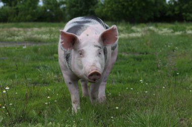 Genç domuz mera yaz üzerinde başkanı
