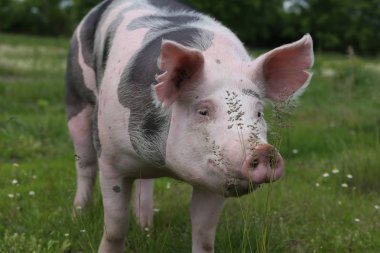 Baş closeup genç pietrain domuz bir çayır on shot