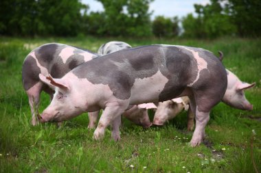 Genç pietrian doğurmak domuz doğal çevre üzerindeki