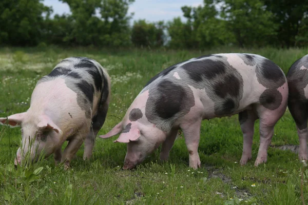 Los cerdos están juntos en los pastos de verano —  Fotos de Stock