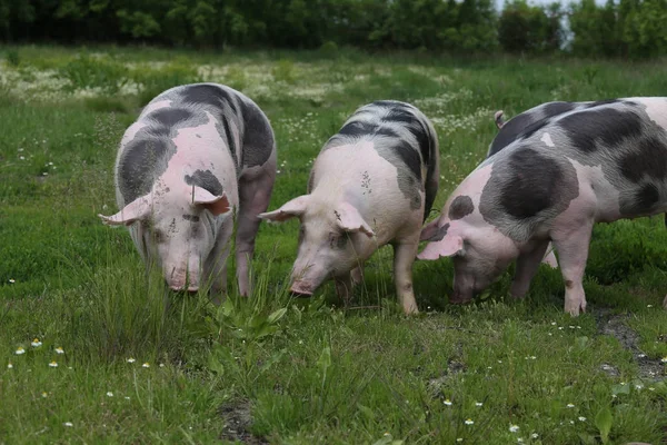 Genç pietrian doğurmak domuz doğal çevre üzerindeki