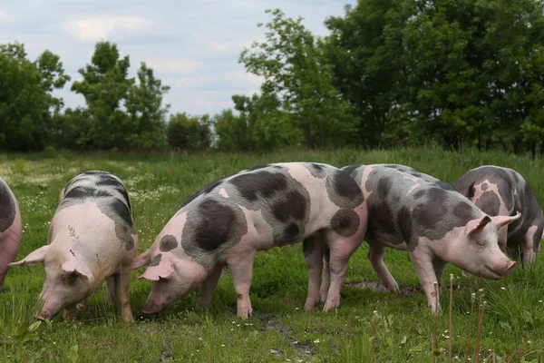 Свині пасуть літній зелений луг — стокове фото