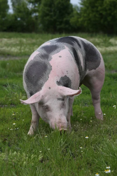 Pietrain doméstico porco pastagem no prado de verão — Fotografia de Stock