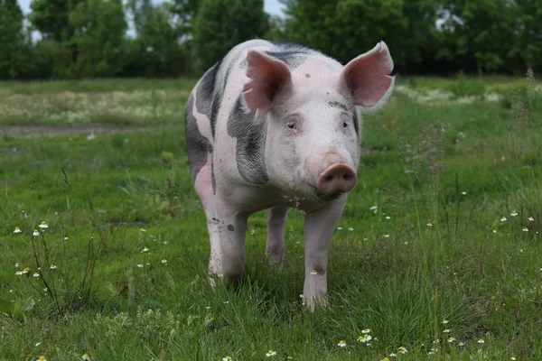 Baş closeup genç pietrain domuz bir çayır on shot