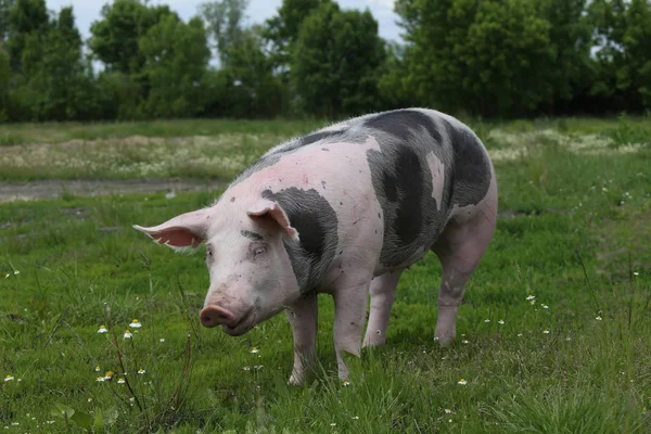 발견된 pietrian 품종 돼지 목장에 동물 농장에서 방목 — 스톡 사진