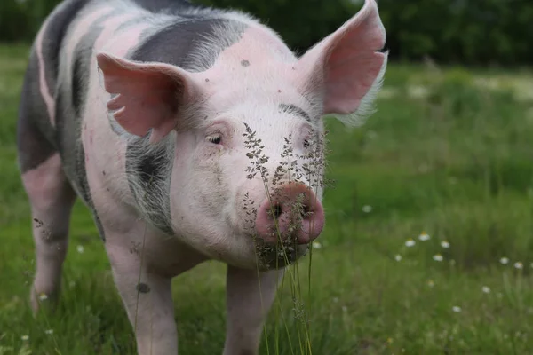 Extreme closeup of a domestic pig with wildflower — Stock Photo, Image