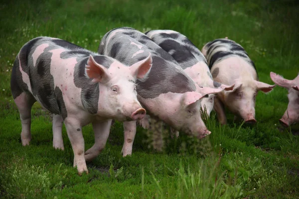 Yerli genç domuzlar yaz mera grubu