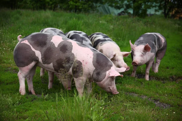 Стадо свиней на экологической животноводческой ферме — стоковое фото