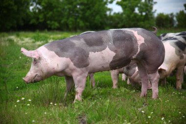 Pietrain domuz çayır üzerinde otlatma