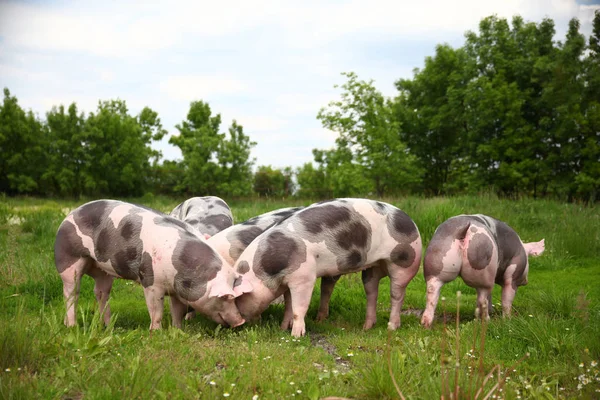 Herd of young pigs grazing on natural environment — Stock Photo, Image