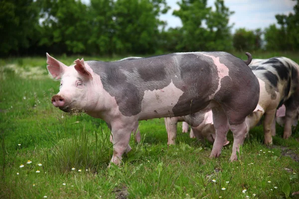 Porträtt av en inhemsk gris på sommarbete — Stockfoto