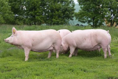 Biyo Eko Hayvan Çiftliği'nde otlatma domuz sürüsü