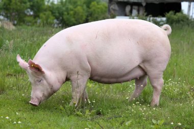 Yan görünümü fotoğraf çayır üzerinde bir pembe renkli genç dişi domuz 