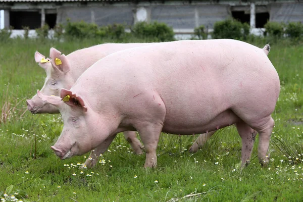 粉色有色青年母猪在草地上一边查看照片 — 图库照片