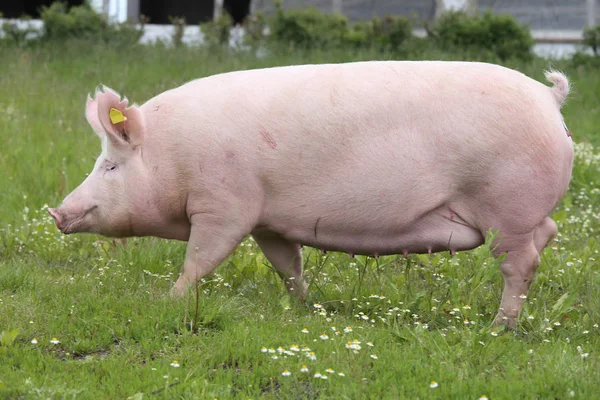  Aile içi domuz ekmek taze yeşil çim çayır üzerinde poz