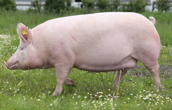 Grande porca de cor rosa posando para câmera — Fotografia de Stock