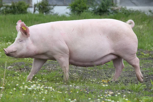 Vue latérale d'un porc domestique hongrois de grande race blanche — Photo