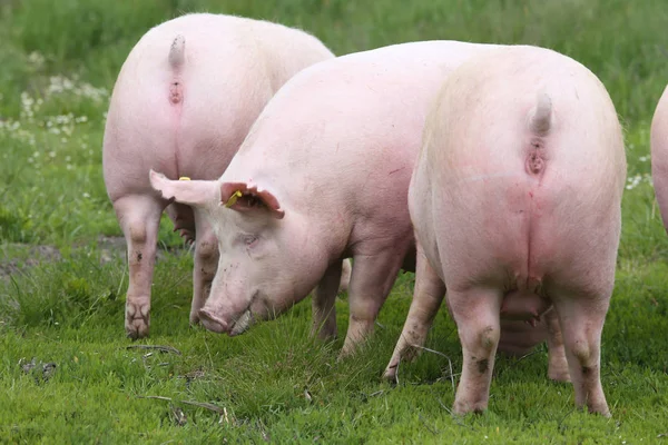 Cerdos de siembra pastan en pastos de verano — Foto de Stock