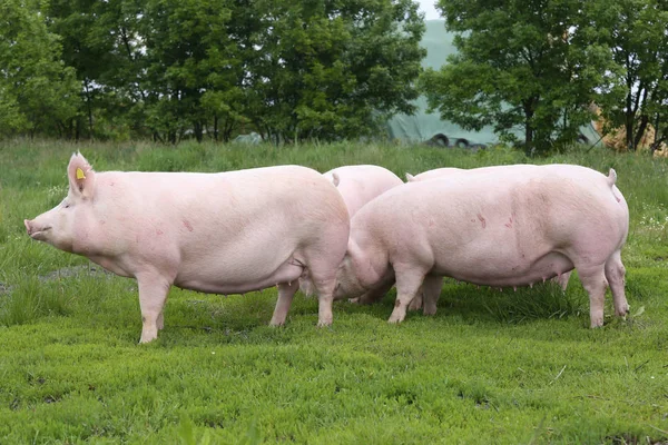 Biyo Eko Hayvan Çiftliği'nde otlatma domuz sürüsü