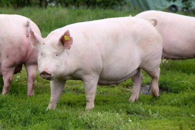 Macar domuz cins adıdır büyük beyaz çayır üzerinde poz