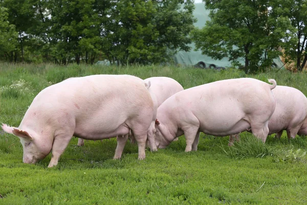 Стадо свиней, пасущихся на биоэкологической ферме — стоковое фото