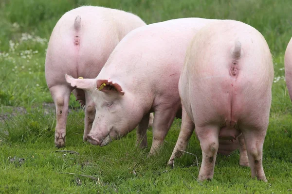 Dişi domuz domuz yaz mera üzerinde otlatmak 