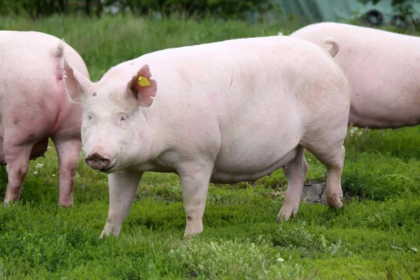 Macar domuz cins adıdır büyük beyaz çayır üzerinde poz