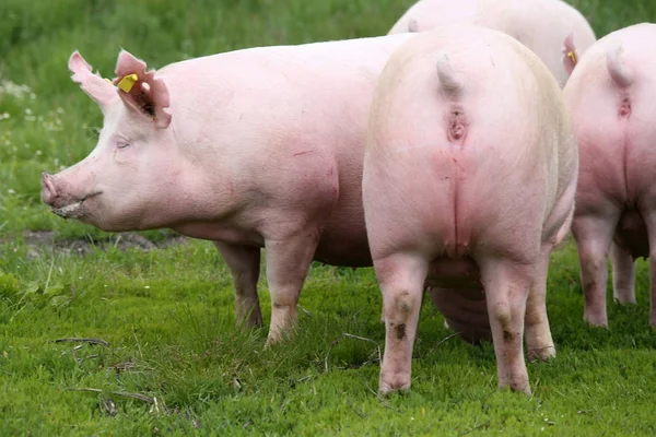 Pembe renkli genç sows yaz mera üzerinde Grup