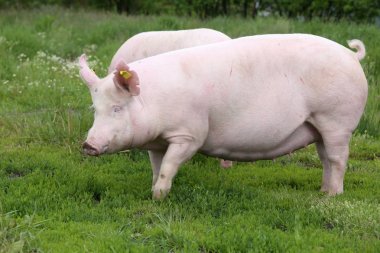 Büyük pembe renkli sows kamera için poz