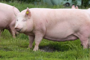 Big fat sow pig graze on summer pasture clipart