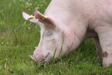 Güçlü dişi domuz domuz hayvan çiftliğinde portresi
