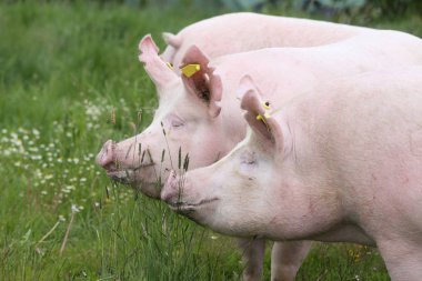 Yaz mera üzerinde genç sows, yakın çekim