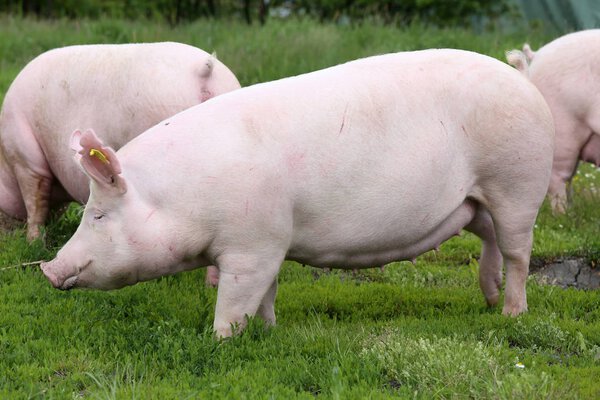 Domestic pig sow posing on fresh green grass meadow