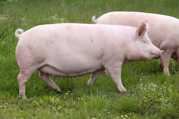 Grande rosa scrofa colorata in posa per la fotocamera — Foto Stock