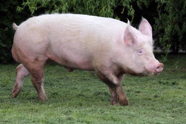 Close-up of a young domestic pig on summer meadow clipart