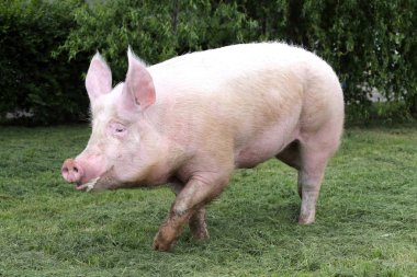 Domuz domuz yalnız yürümek çayır on 