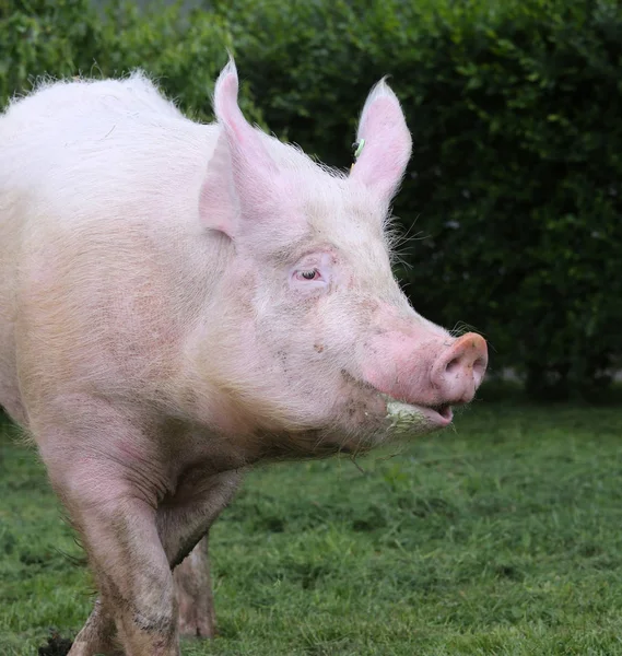 粉红色的毛茸茸的猪在牧场上奔跑 — 图库照片