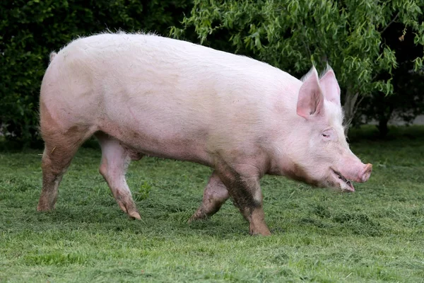 Indenlandsk lyserød soen græsser på græs - Stock-foto